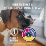 6 Ingredients To Avoid In Dry Dog Food